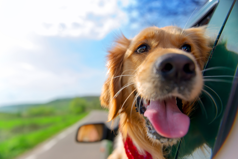 dog with head out car window
