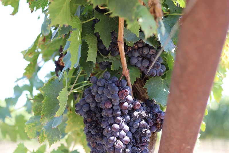 grapes on a vine