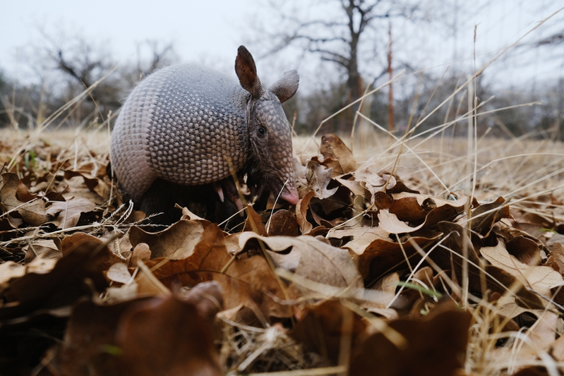 armadillo in leaves