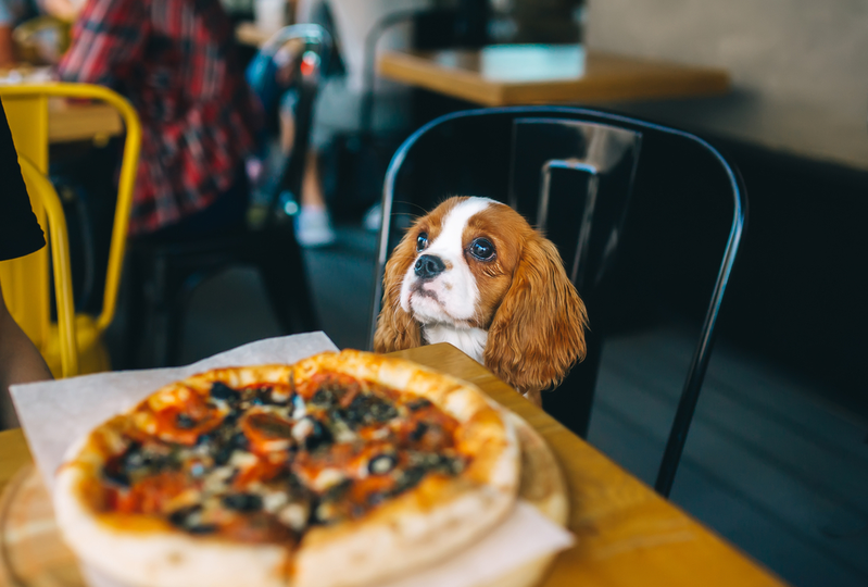 dog sitting at dinner table