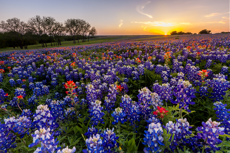 texas wildflowers