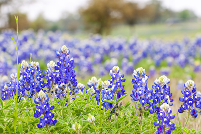 texas bluebonnets