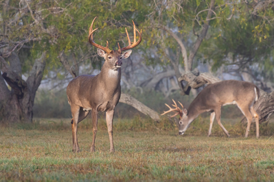 texas white tail deer