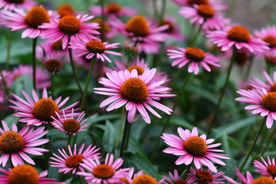 purple coneflower