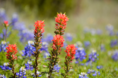 indian paintbrushes