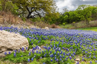 spring Texas Hill Country