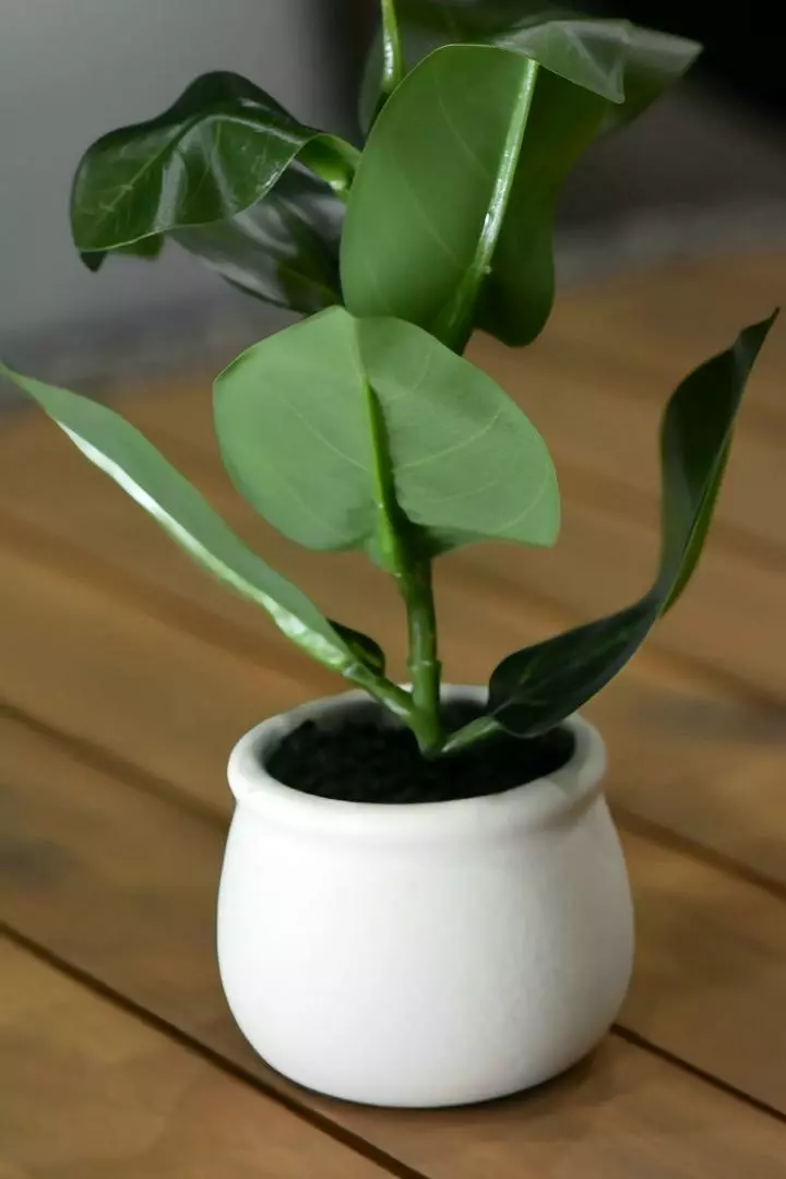 Executive Site FF 096