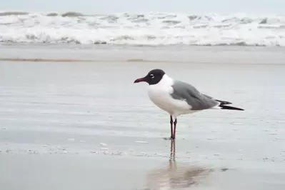 bird at Mustang Island State Park
